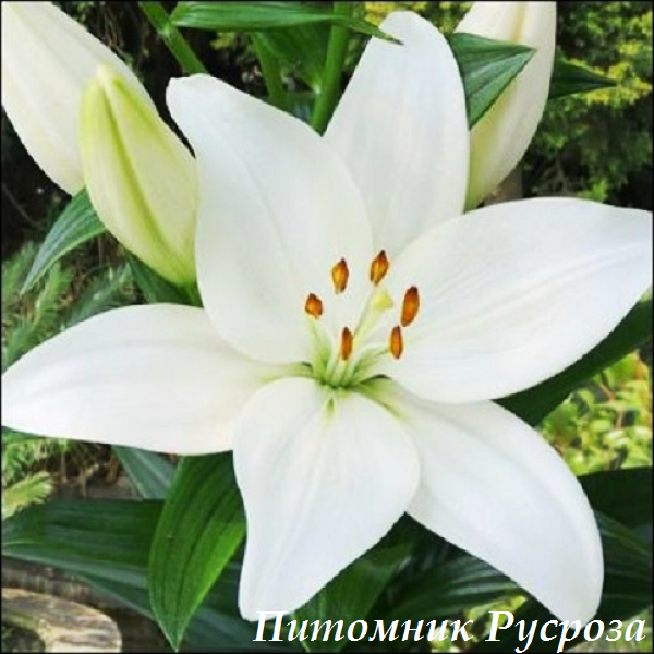 Лилия Азиатская 