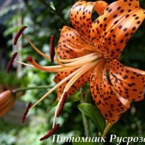 Лилия Азиатская 