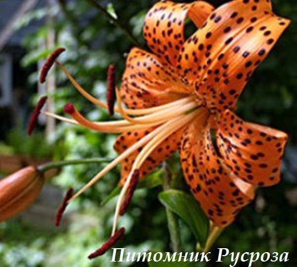 Лилия Азиатская 