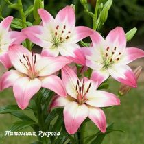 Лилия Азиатская 