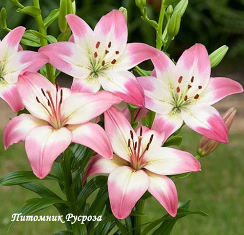 Лилия Азиатская 