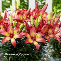 Лилия Азиатская 