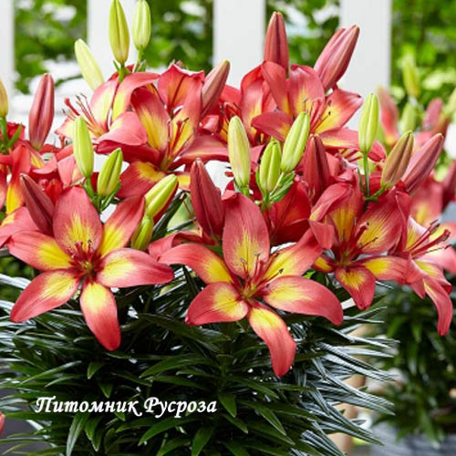 Лилия Азиатская 