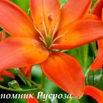 Лилия Азиатская 