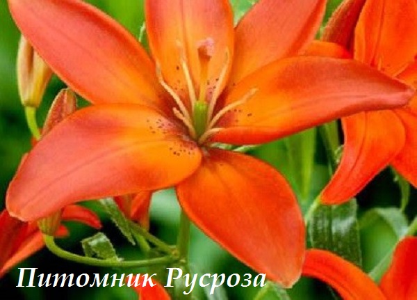 Лилия Азиатская 