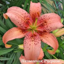 Лилия Азиатская 