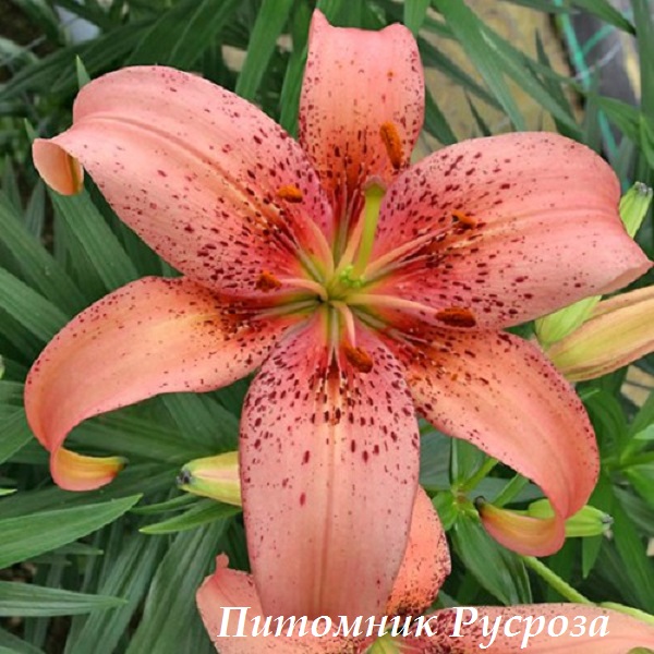 Лилия Азиатская 