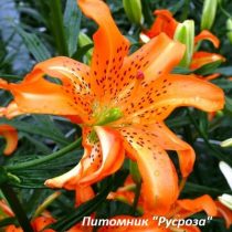 Лилия Азиатская 