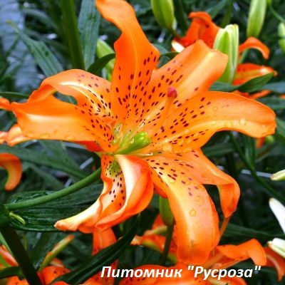 Лилия Азиатская 