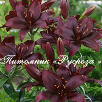 Лилия Азиатская 