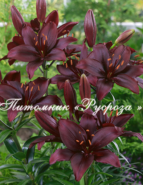 Лилия Азиатская 