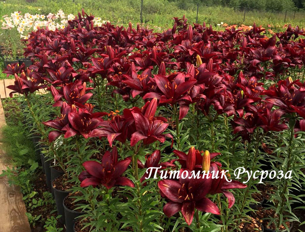 Лилия Азиатская 