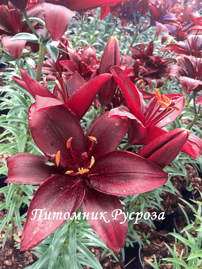 Лилия Азиатская 