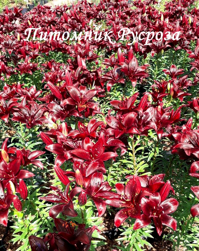 Лилия Азиатская 