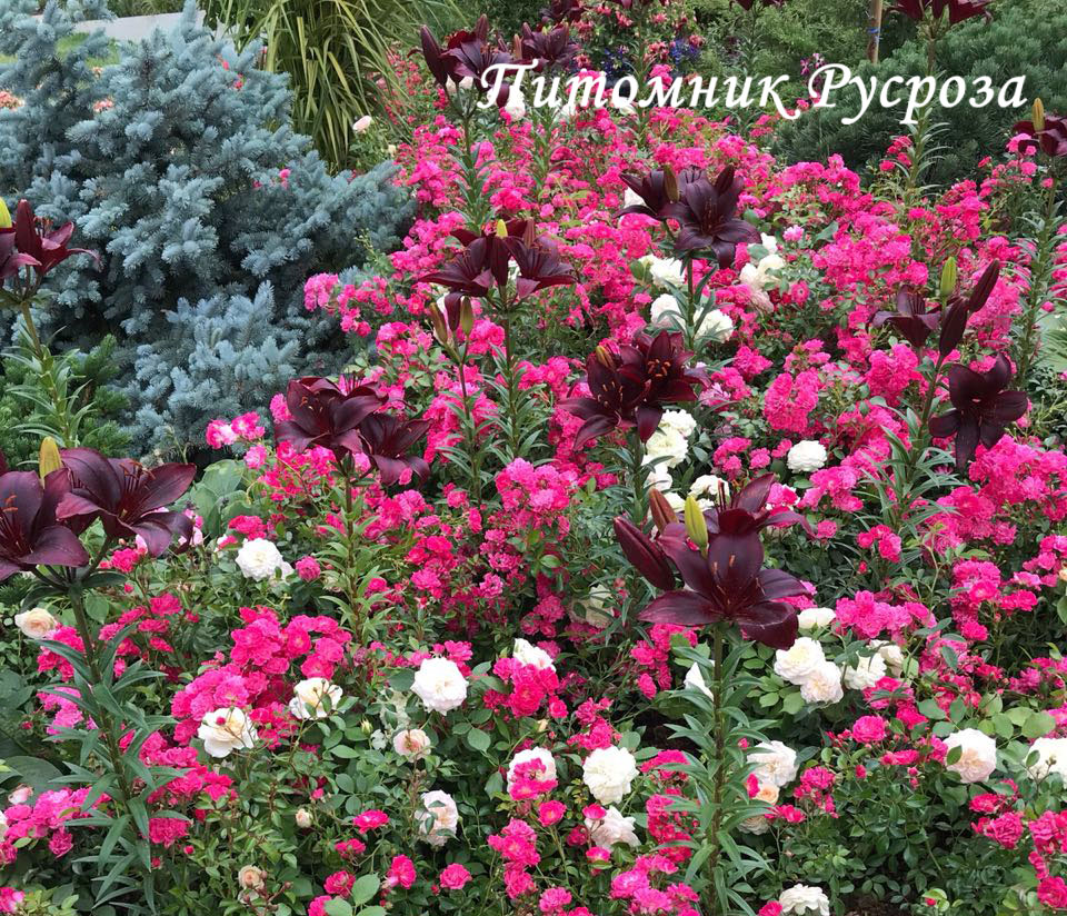 Лилия Азиатская 