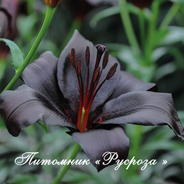 Лилия Азиатская 