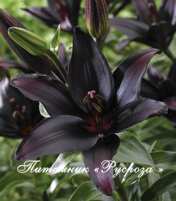 Лилия Азиатская 