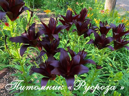 Лилия Азиатская 