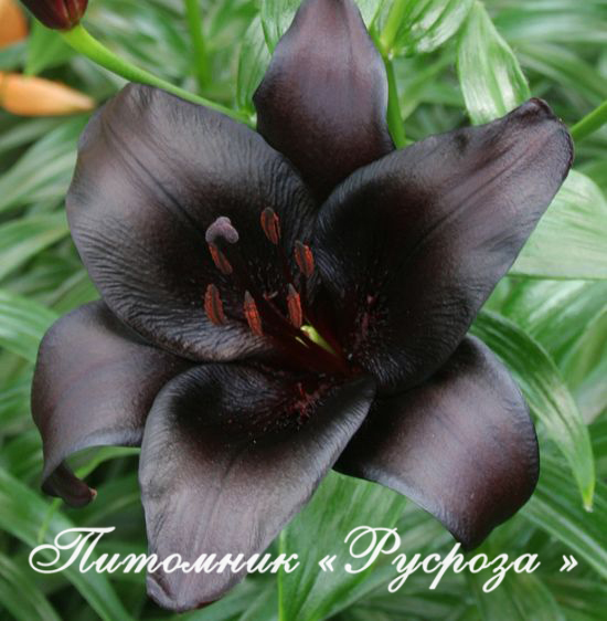 Лилия Азиатская 