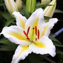 Лилия Восточная 