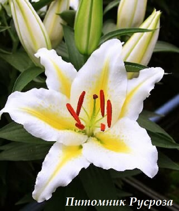 Лилия Восточная 
