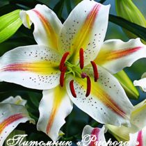 Лилия Восточная 