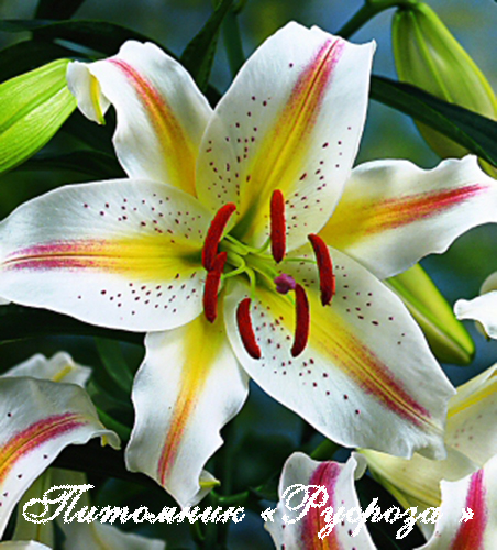 Лилия Восточная 