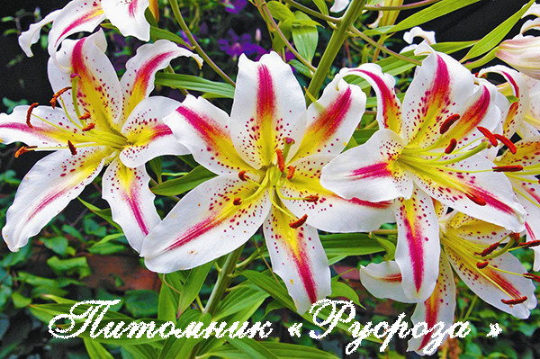 Лилия Восточная 