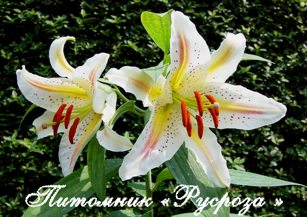 Лилия Восточная 