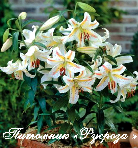 Лилия Восточная 