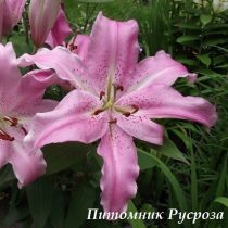 Лилия Восточная 