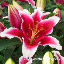 Лилия Восточная 