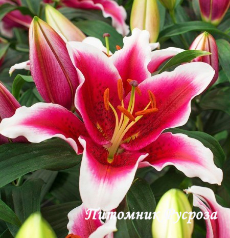 Лилия Восточная 