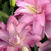 Лилия Восточная 