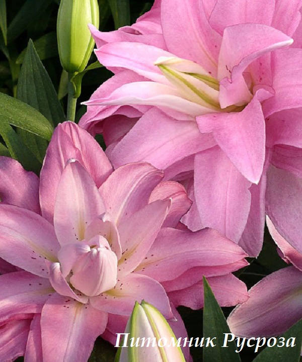 Лилия Восточная 