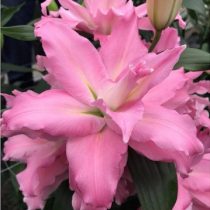 Лилия Восточная 