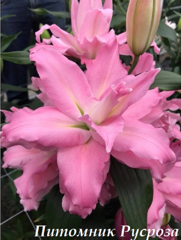 Лилия Восточная 