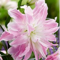 Лилия Восточная 