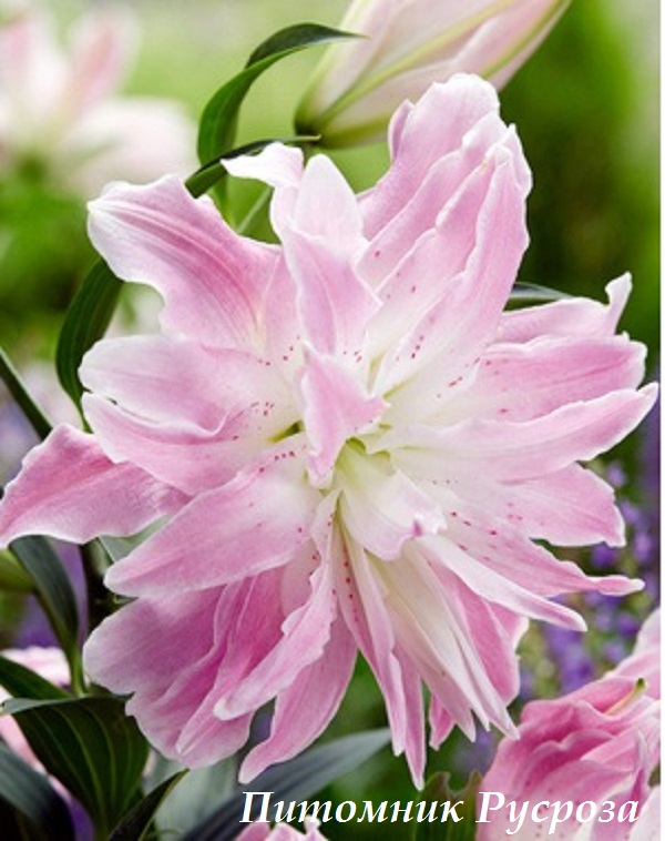 Лилия Восточная 