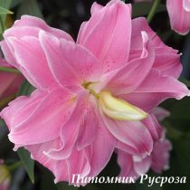 Лилия Восточная 