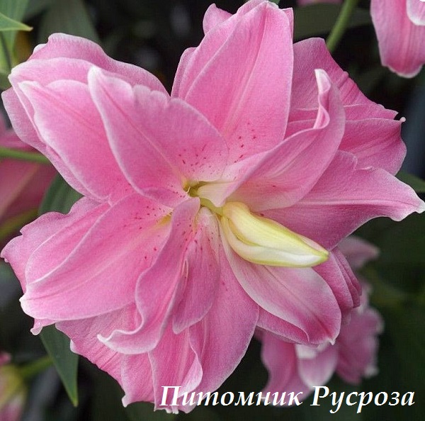 Лилия Восточная 