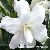 Лилия Восточная 