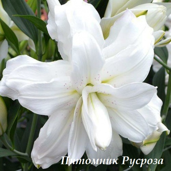 Лилия Восточная 