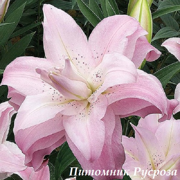 Лилия Восточная 