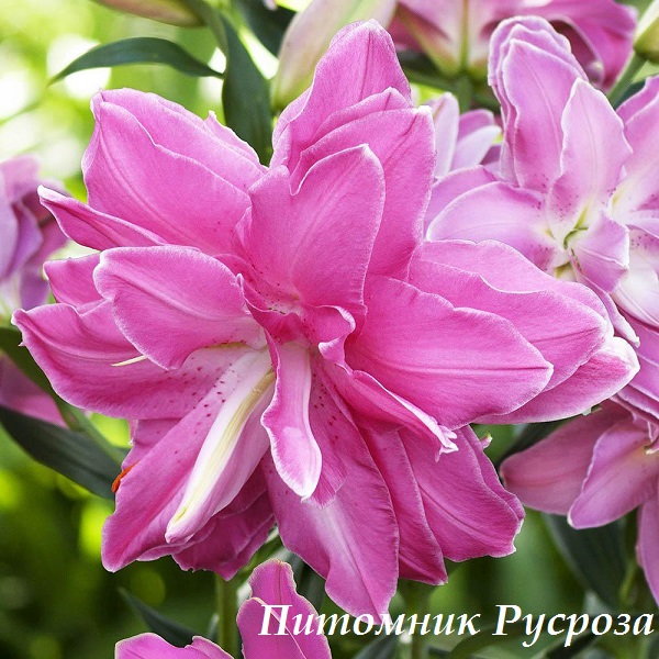 Лилия Восточная 