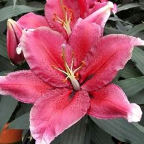 Лилия Восточная 