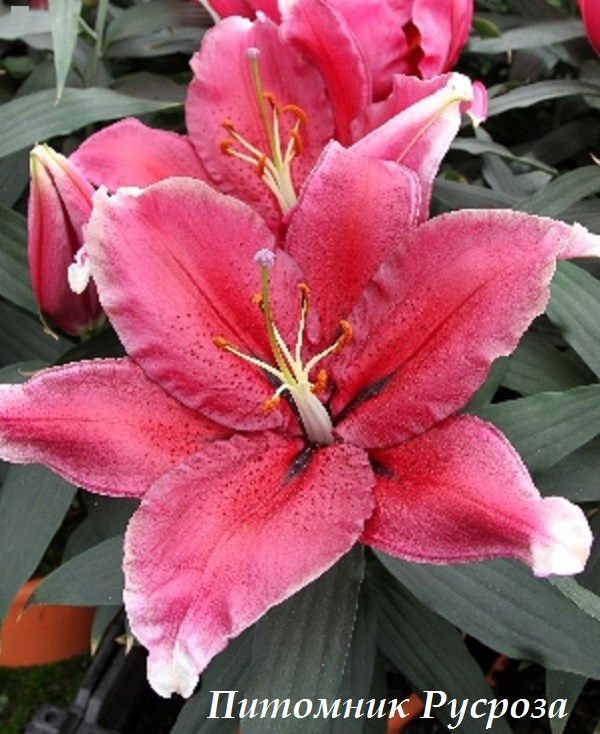 Лилия Восточная 