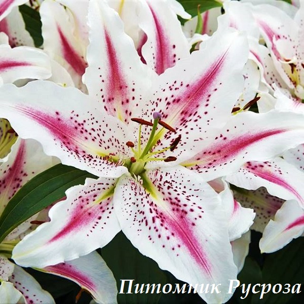 Лилия Восточная 