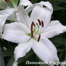 Лилия Восточная 