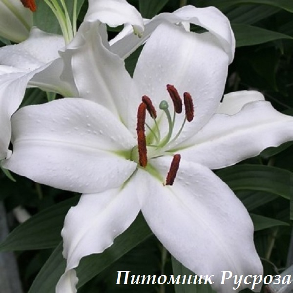 Лилия Восточная 